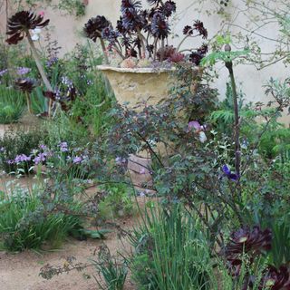 Garden with Mediterranean planting and tall purple succulents in pot