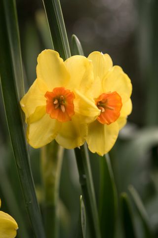 Narcissus and daffodil growers of the Scilly Isles