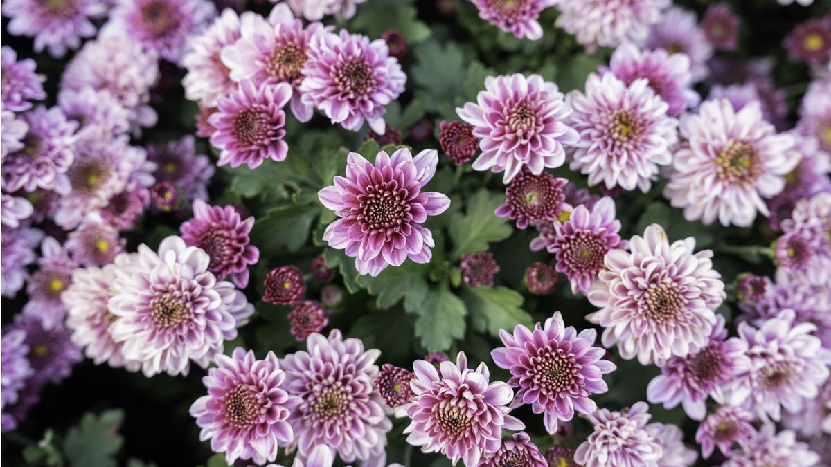 How long do chrysanthemums last? Experts reveal |