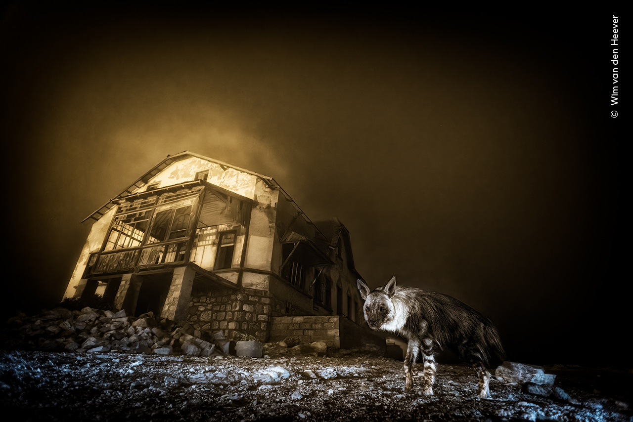 A ghostly black-and-white hyena stands in front of an abandoned, dilapidated building under a dark, ominous sky, creating a mysterious, eerie atmosphere