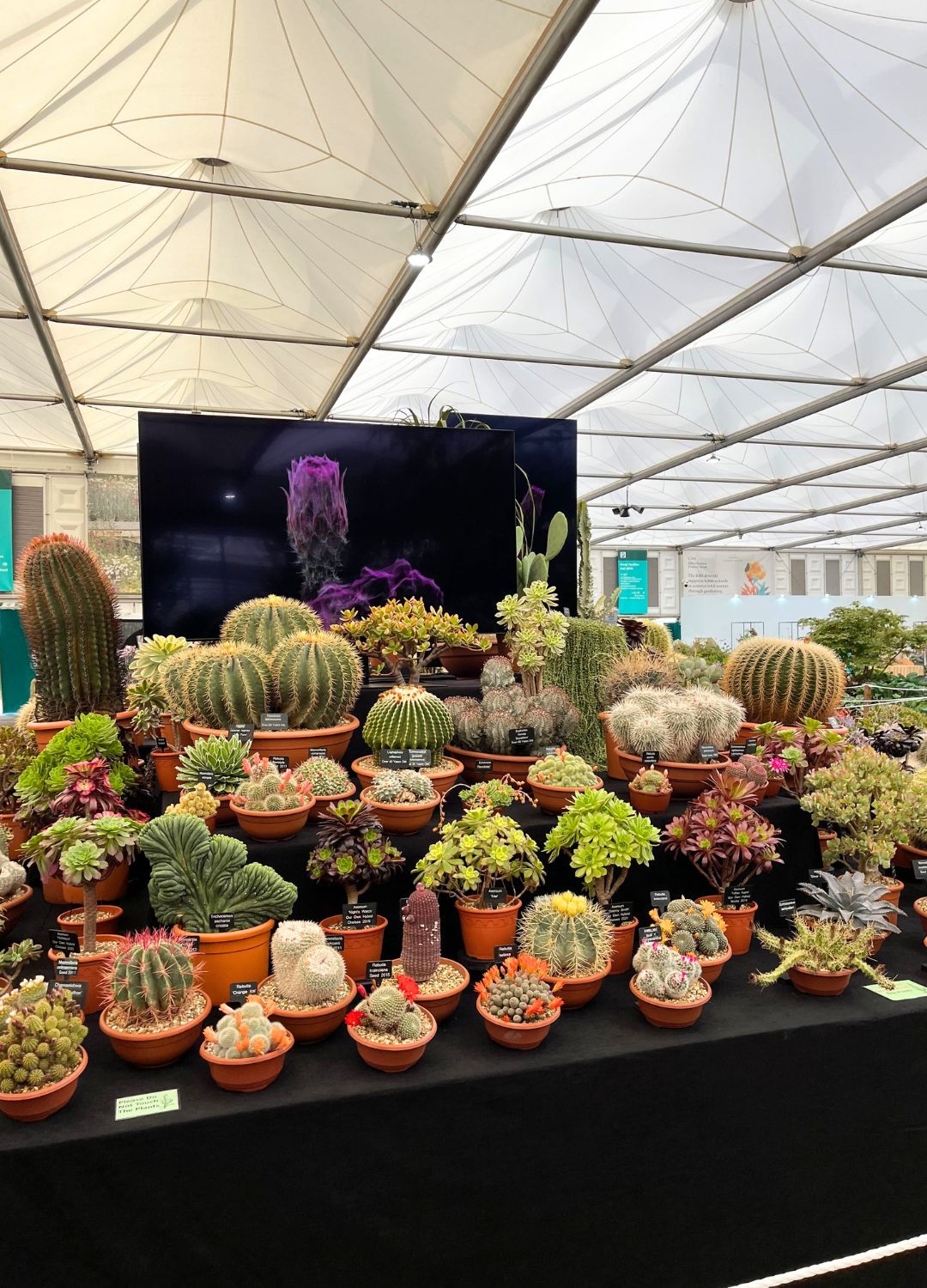 picture of expert growers cacti stand