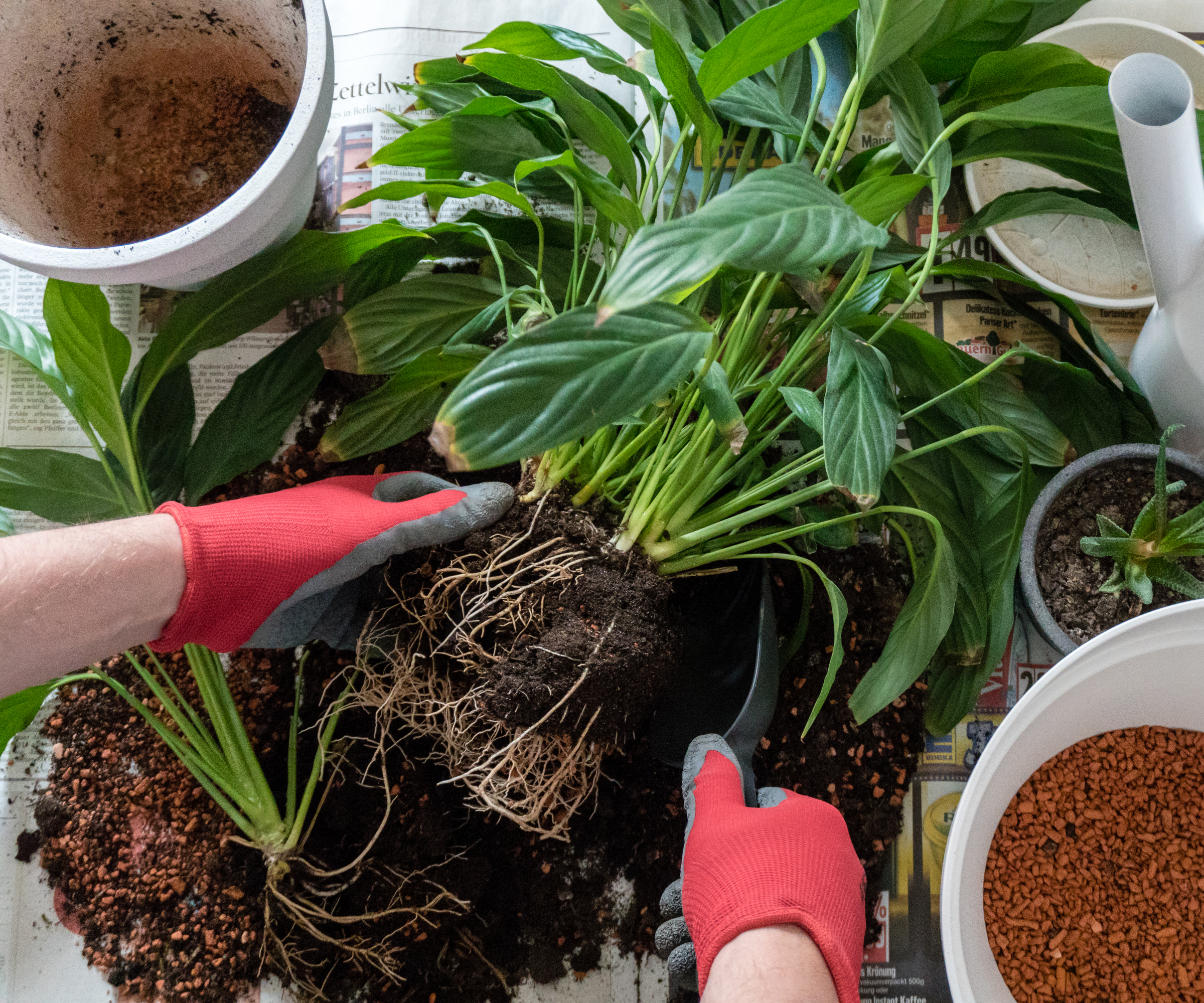 Gloved hands dividing a peace lily plant