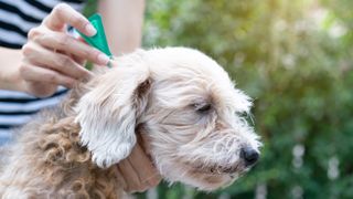 Dog getting flea treatment