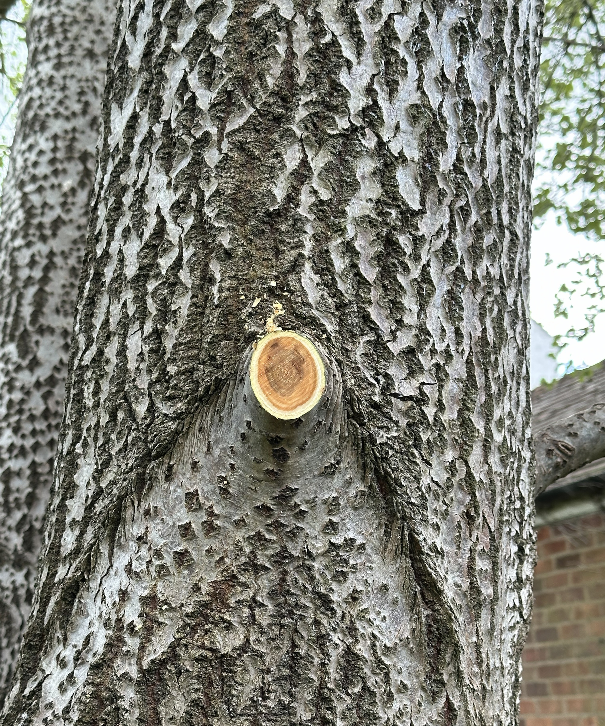 Trunk of silver birch tree showing fresh circle of bark from freshly sawn off branch