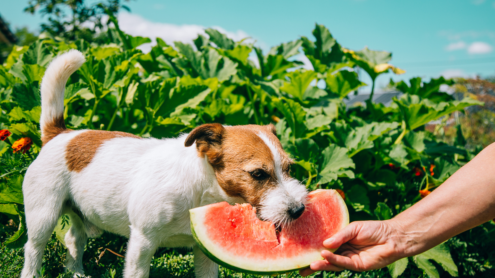 Terrier eating watermelon