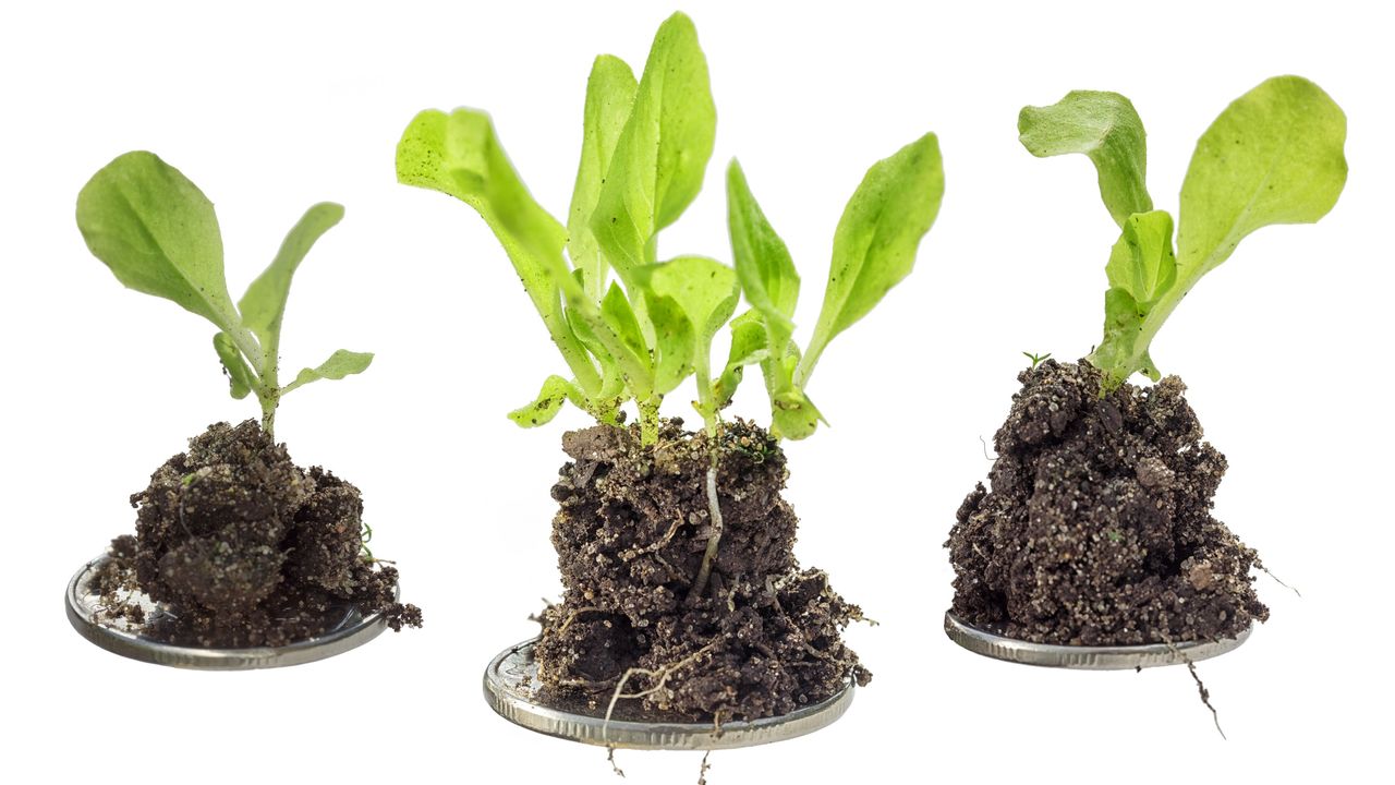 New plants sprout out of small piles of dirt arranged on top of individual coins.