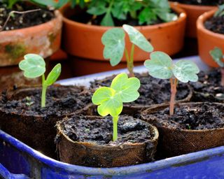 starting nasturtiums off undercover in good sized biodegradable pots