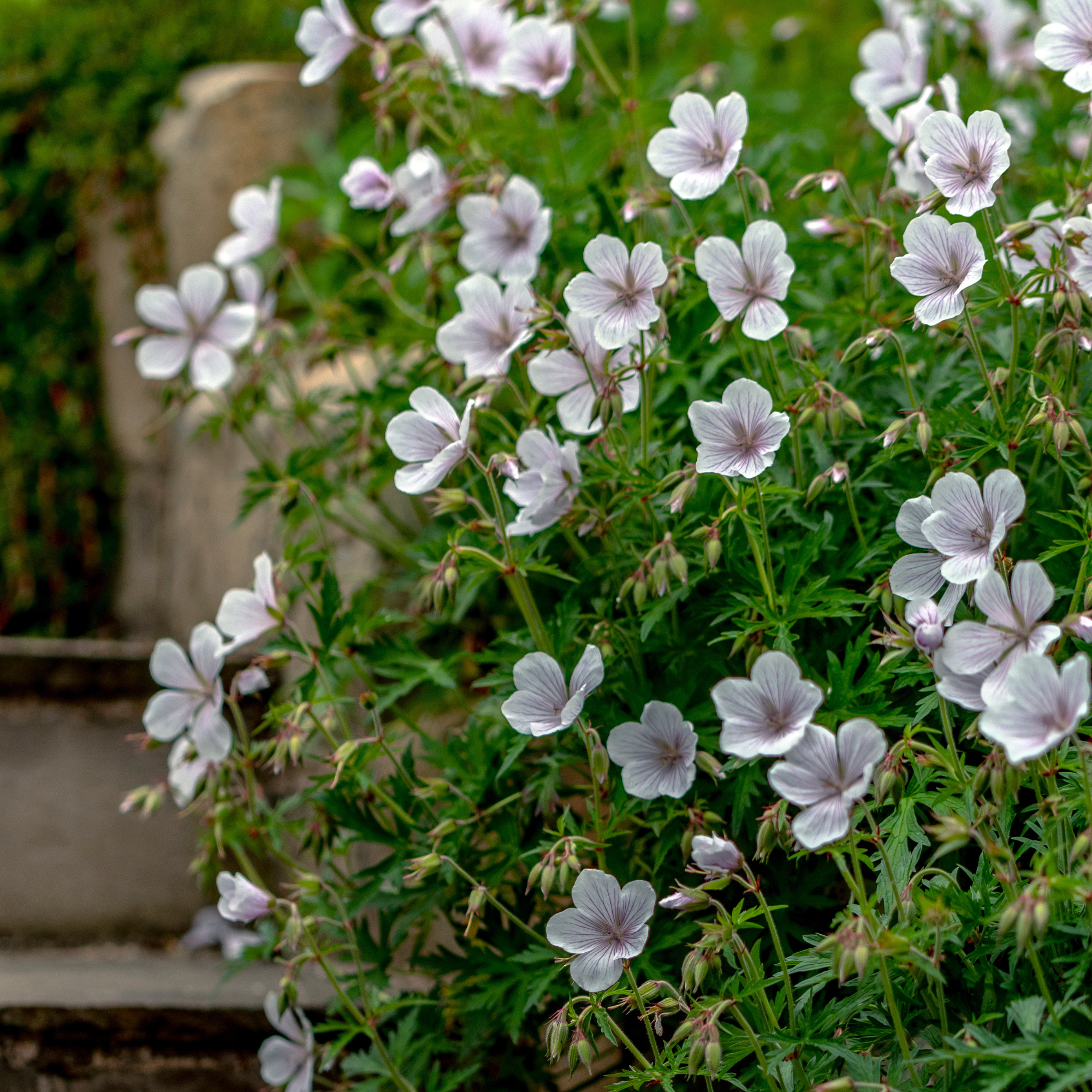 The white blossoms of the hardy geranium Kashmir White, spilling over the stone steps in an English garden.