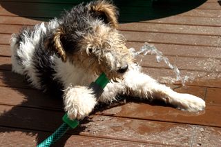 Wire fox terrier puppy playing with water garden hose