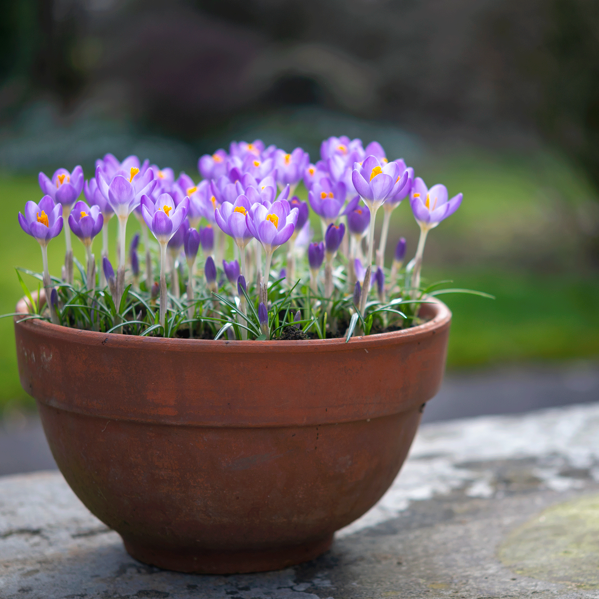 5 of the best bulbs to plant in spring according to experts Ideal Home
