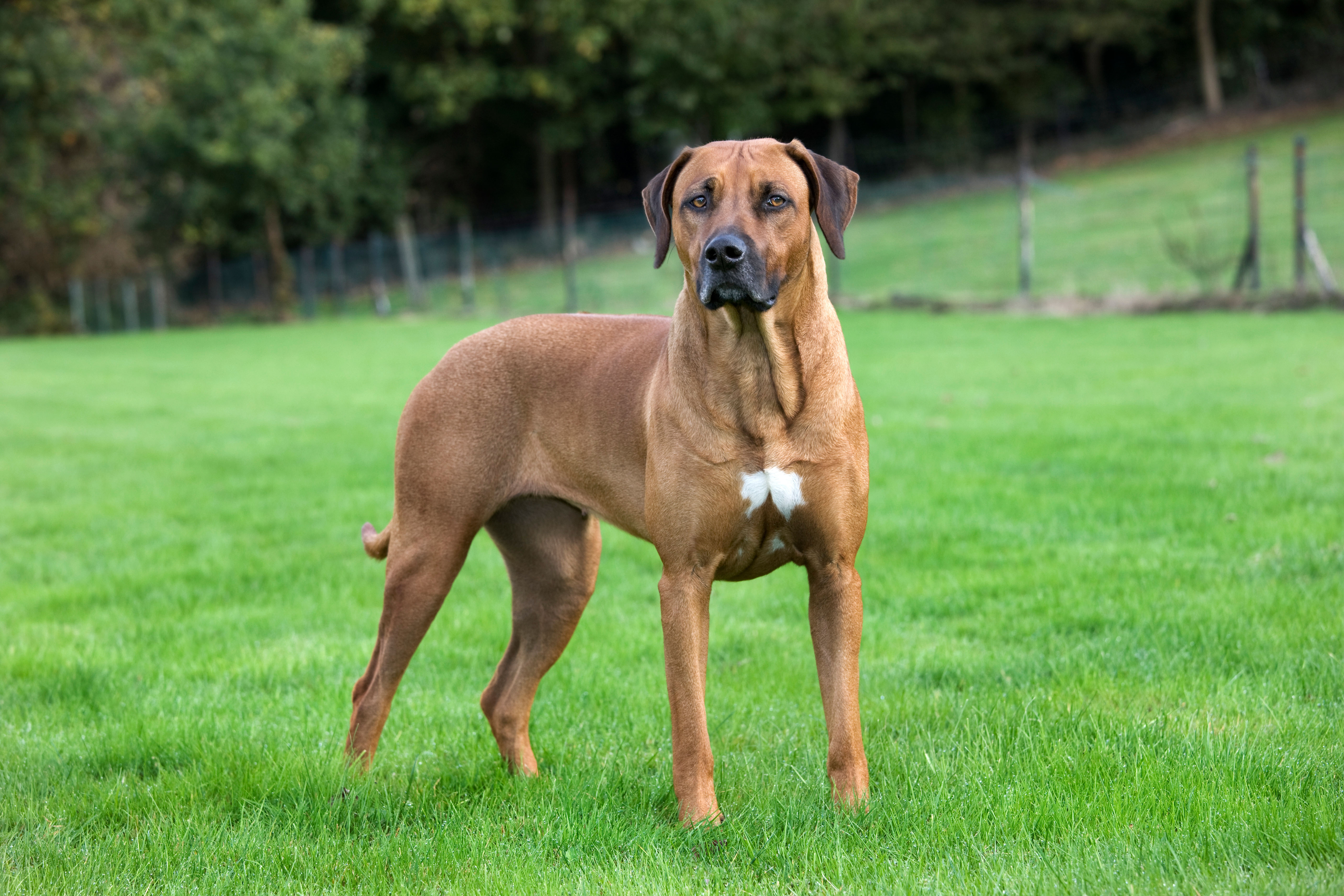 Rhodesian Ridgeback showing strong stance on grass