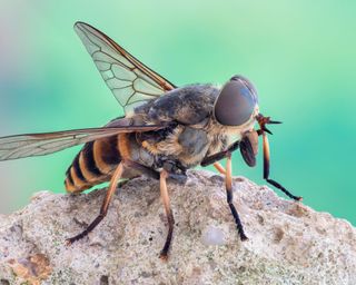horse fly close up
