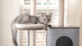 Young gray, silver and white Siberian kitten lying on cat tree