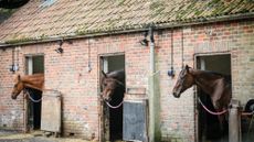 Pictured horses in stables at a livery yard.