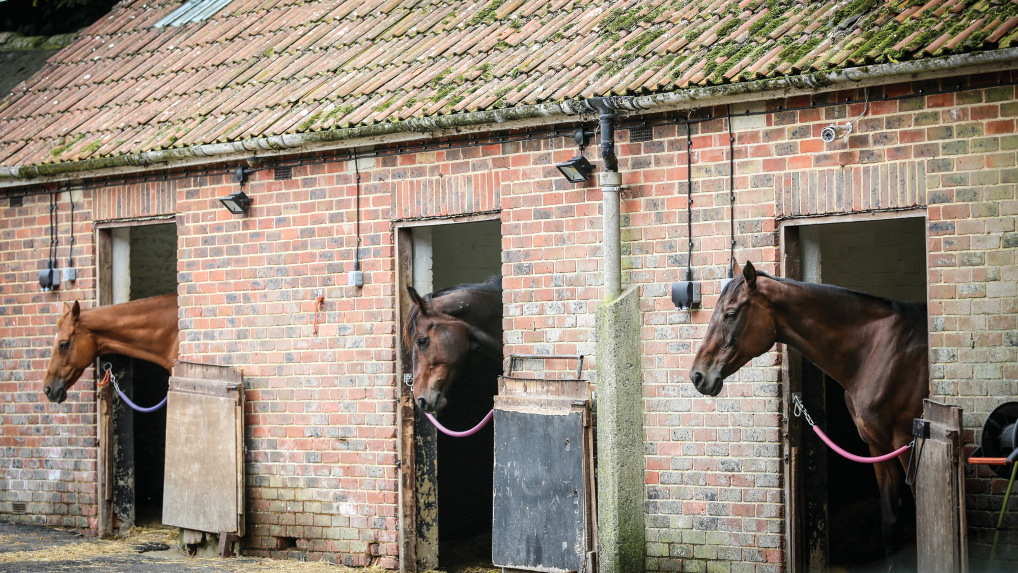 Pictured horses in stables at a livery yard.