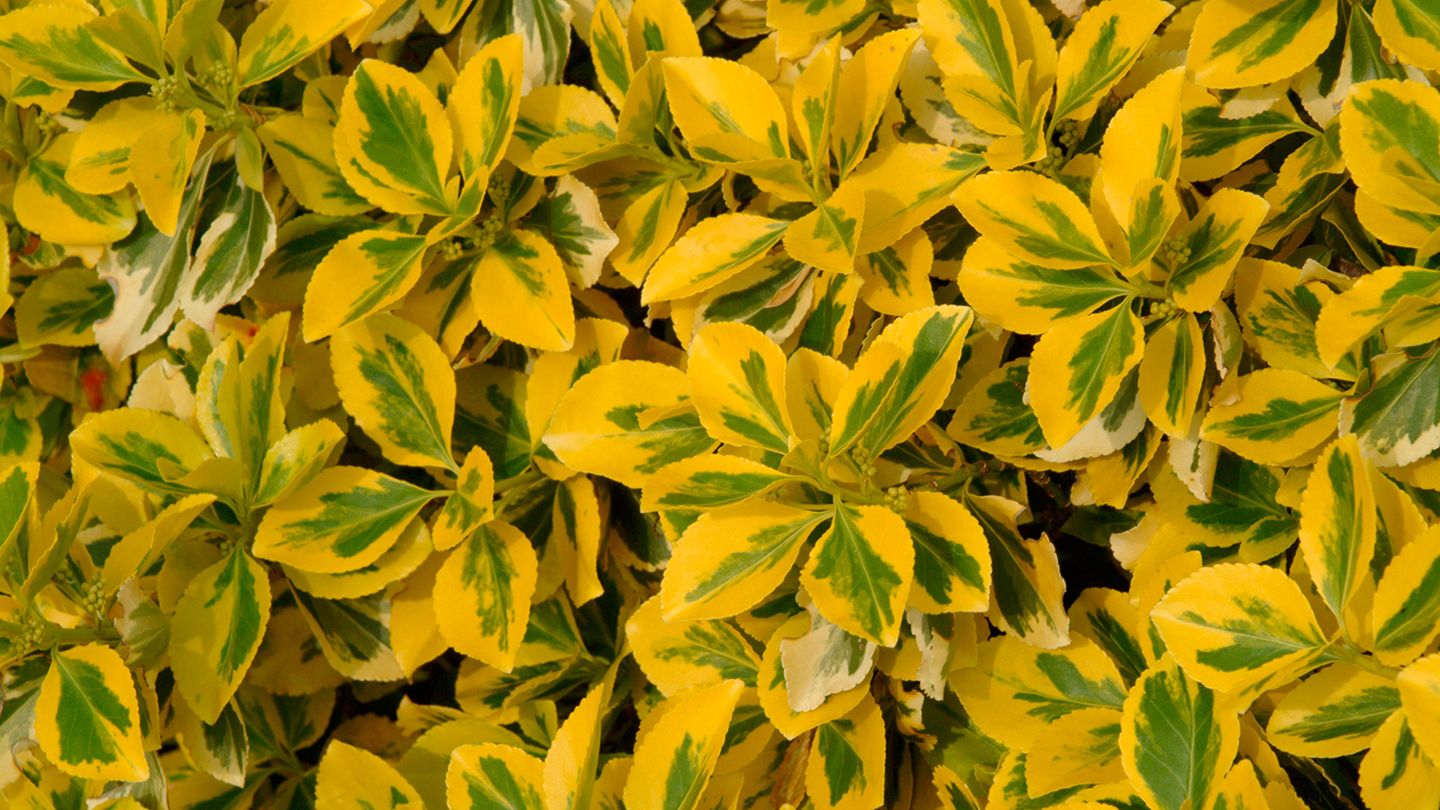 10 evergreens that are easy to grow in any garden | GardeningEtc