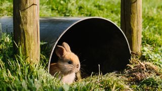 Rabbit in a tube