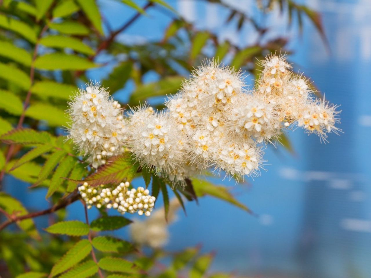 Fluffy Flowering Sobaria Shrub