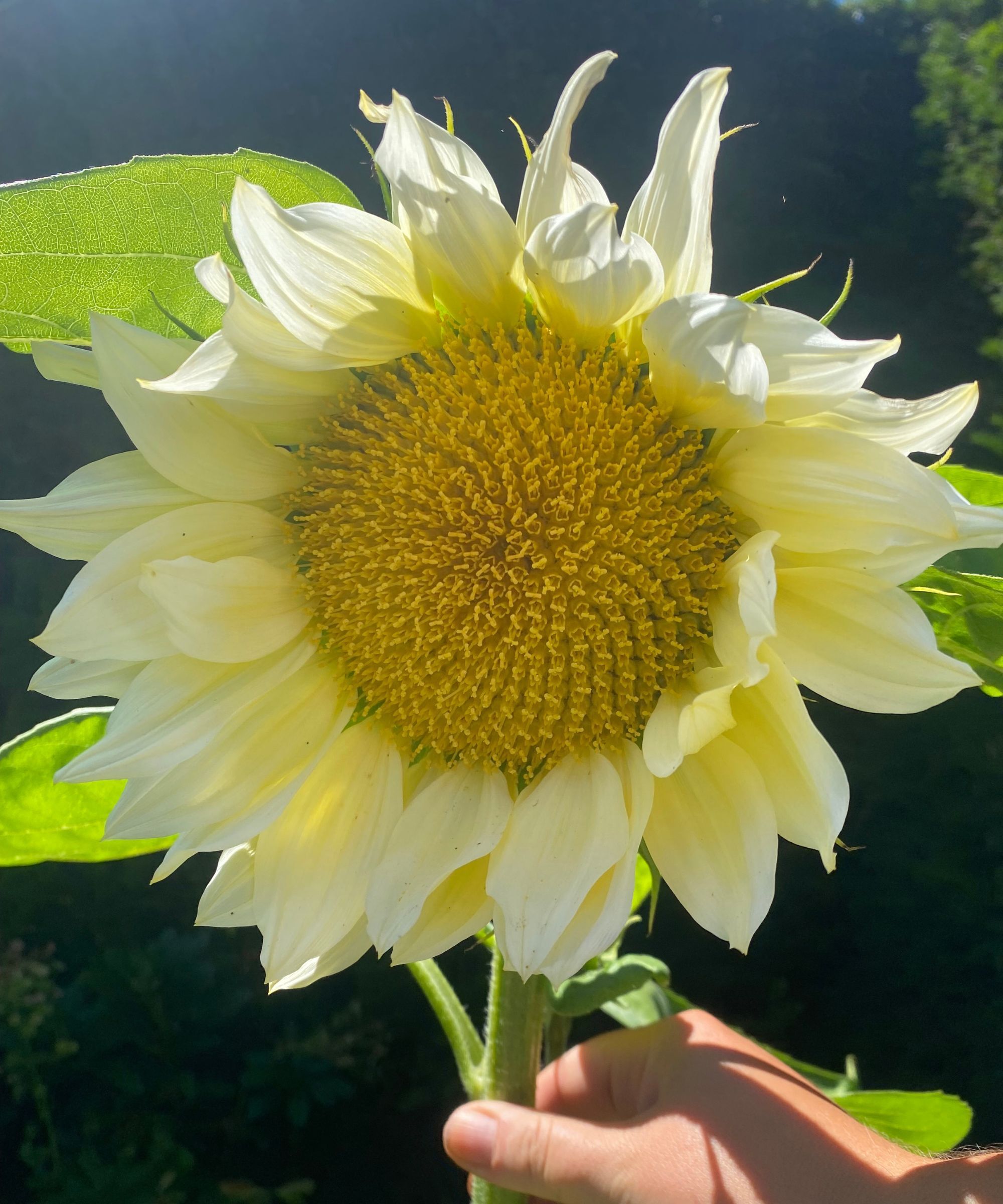 White sunflower