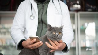 Vet holding cat while on the phone