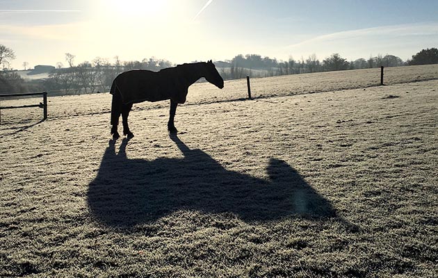 Sonny in the early morning near Milton Keynes in Buckinghamshire, sent to us by Helen Heenan