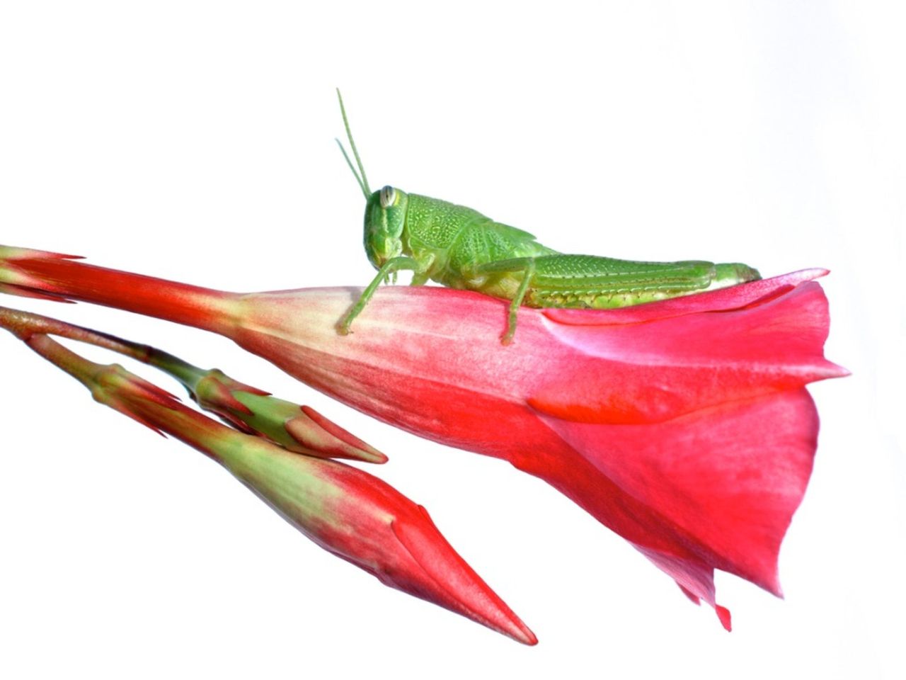 Mandevilla Bug On A Flower