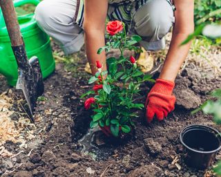 Planting rose with red flowers