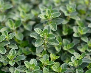 Marjoram herb