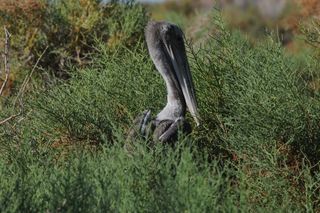 Baby brown pelican