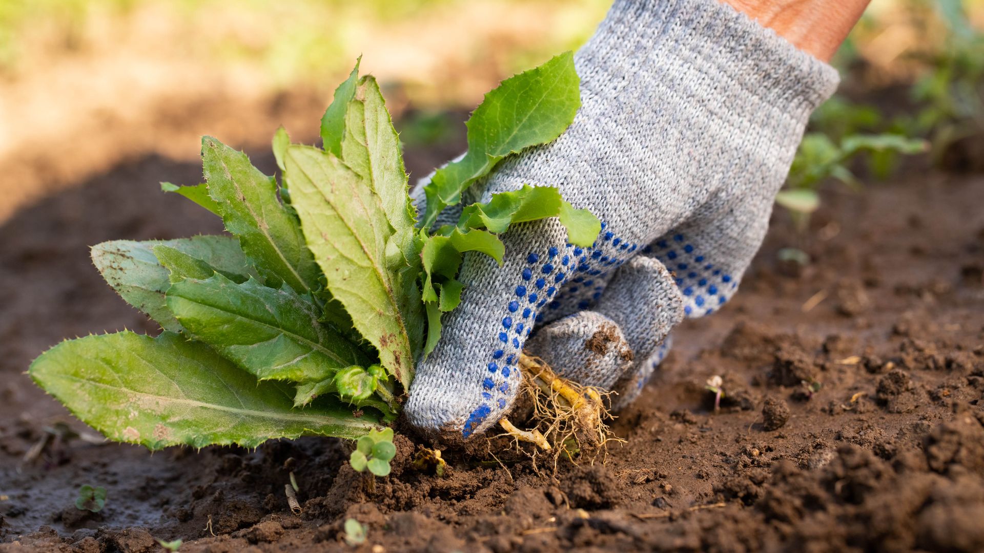 7-ways-to-kill-weeds-naturally-no-chemicals-required-tom-s-guide