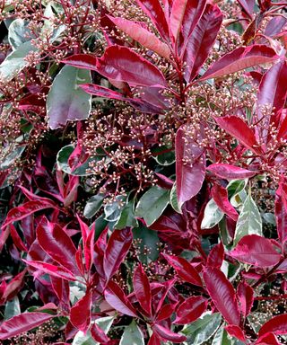 Photinia X Fraseri ‘Louise’ hedging plant