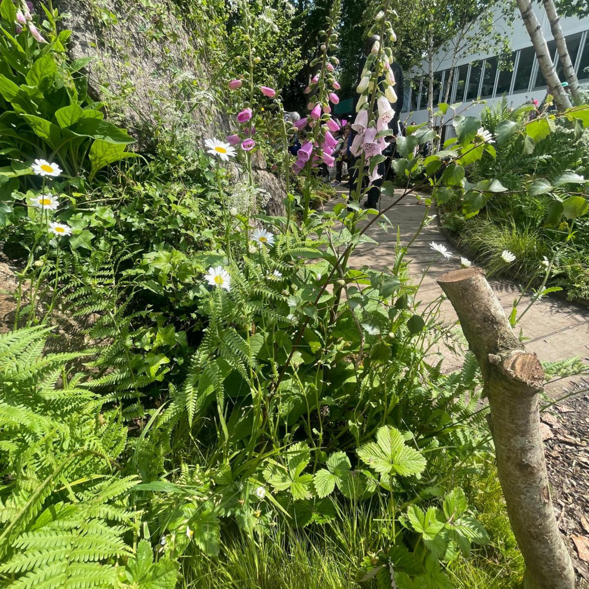 Alpine strawberries growing in the Wildlife Trusts; British Rainforest Garden at RHS Chelsea 2025