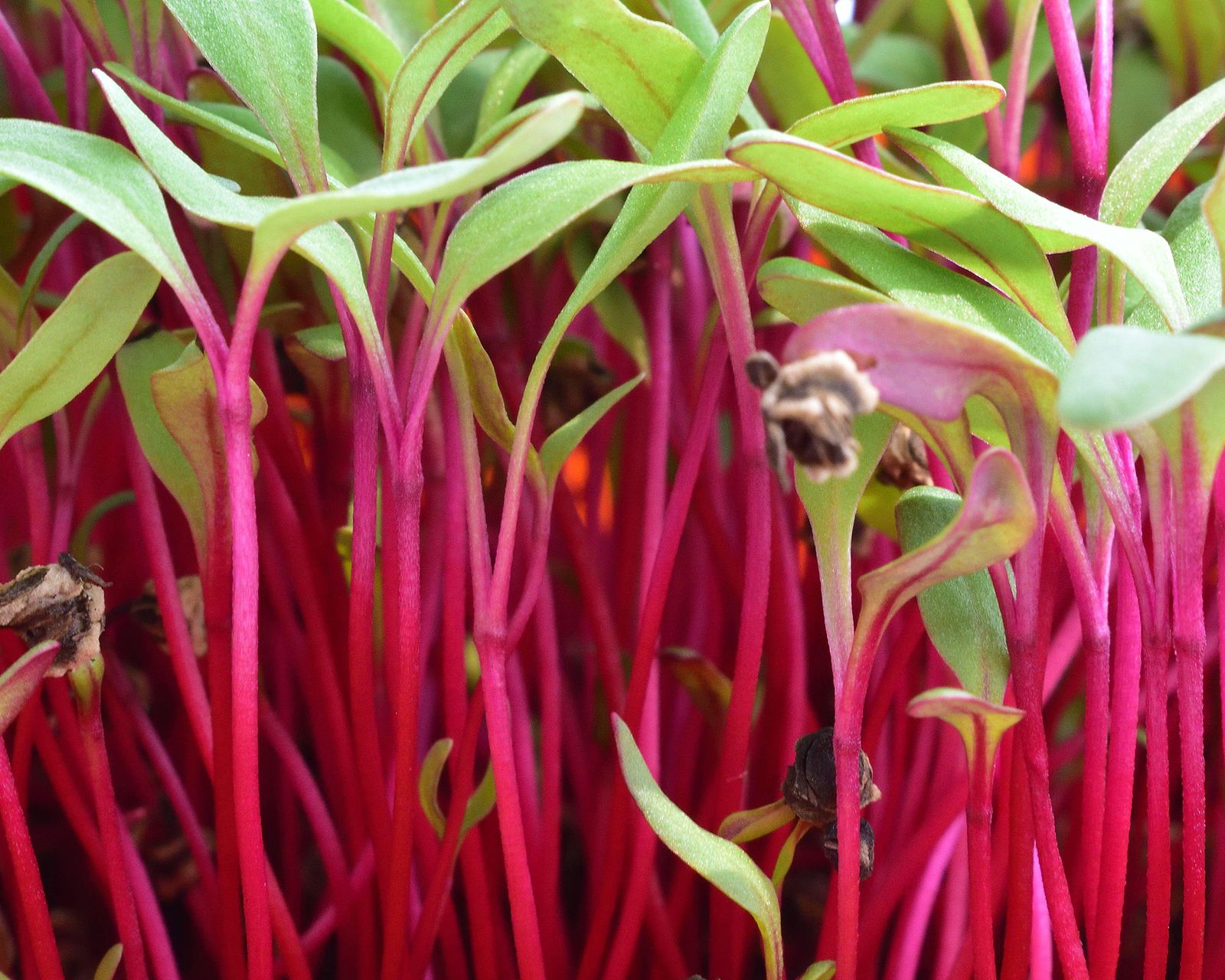 Best microgreens to grow indoors 12 easy crops to try Gardeningetc