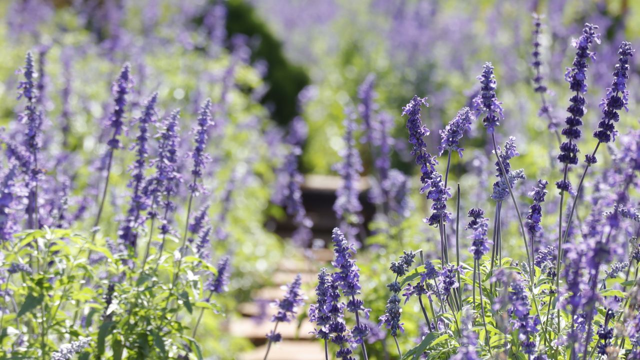 Salvia growing in a garden with purple blooms and green foliage