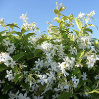 Fragrant Evergreen Star Jasmine - Trachelospermum jasminoides - 140-160cm Specimen Plant | Was £59.99, now £29.99 at Gardening Express