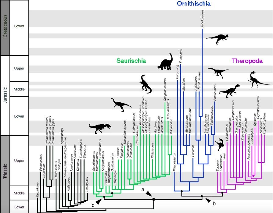 New dinosaur family tree