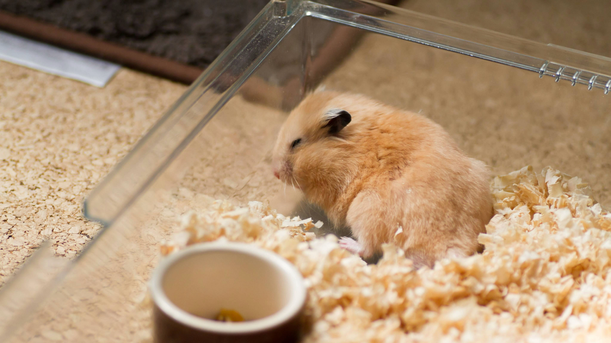 Hamster sleeping in corner of cage of bedding and next to a bowl