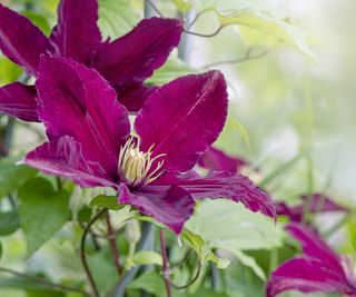 Clematis 'Rosemoor' flower bloom