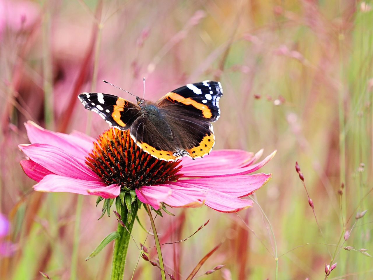 The red admiral butterfly was the most numerous in Britain in 2023 — will it be the same this year?