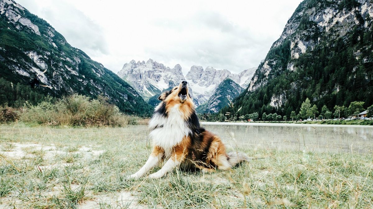 Why do dogs howl? Dog outside howling surrounded by mountains