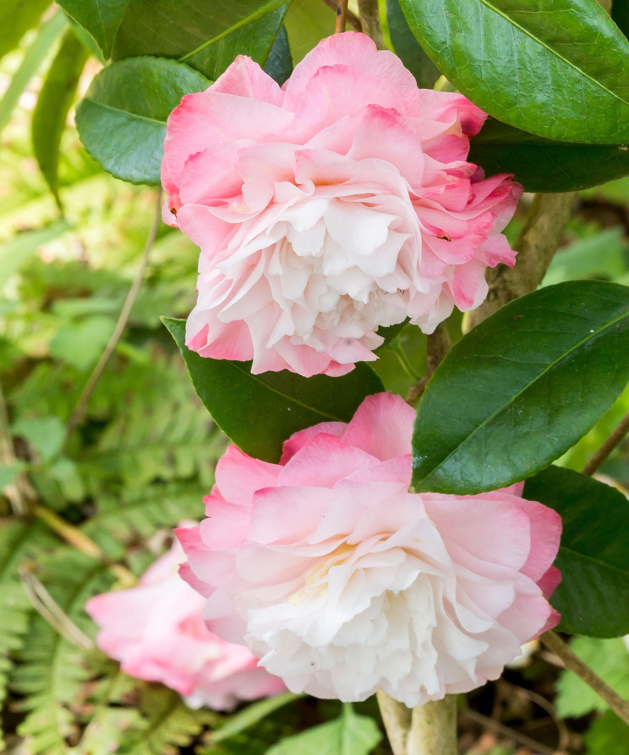 Camellia japonica 'Nuccio's Pearl' flowers