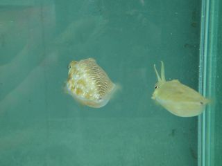 A male cuttlefish shows his masculine colors to a female while displaying feminine patterns on his opposite side.