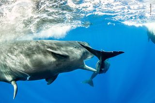 Teenager by Franco Banfi, Switzerland Franco was free diving off Dominica in the Caribbean Sea when he witnessed this young male sperm whale trying to copulate with a female. Unfortunately for him her calf was always in the way and the frisky male had to continually chase off the troublesome calf.