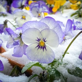 Close-up of purple pansies as they flower over the winter months
