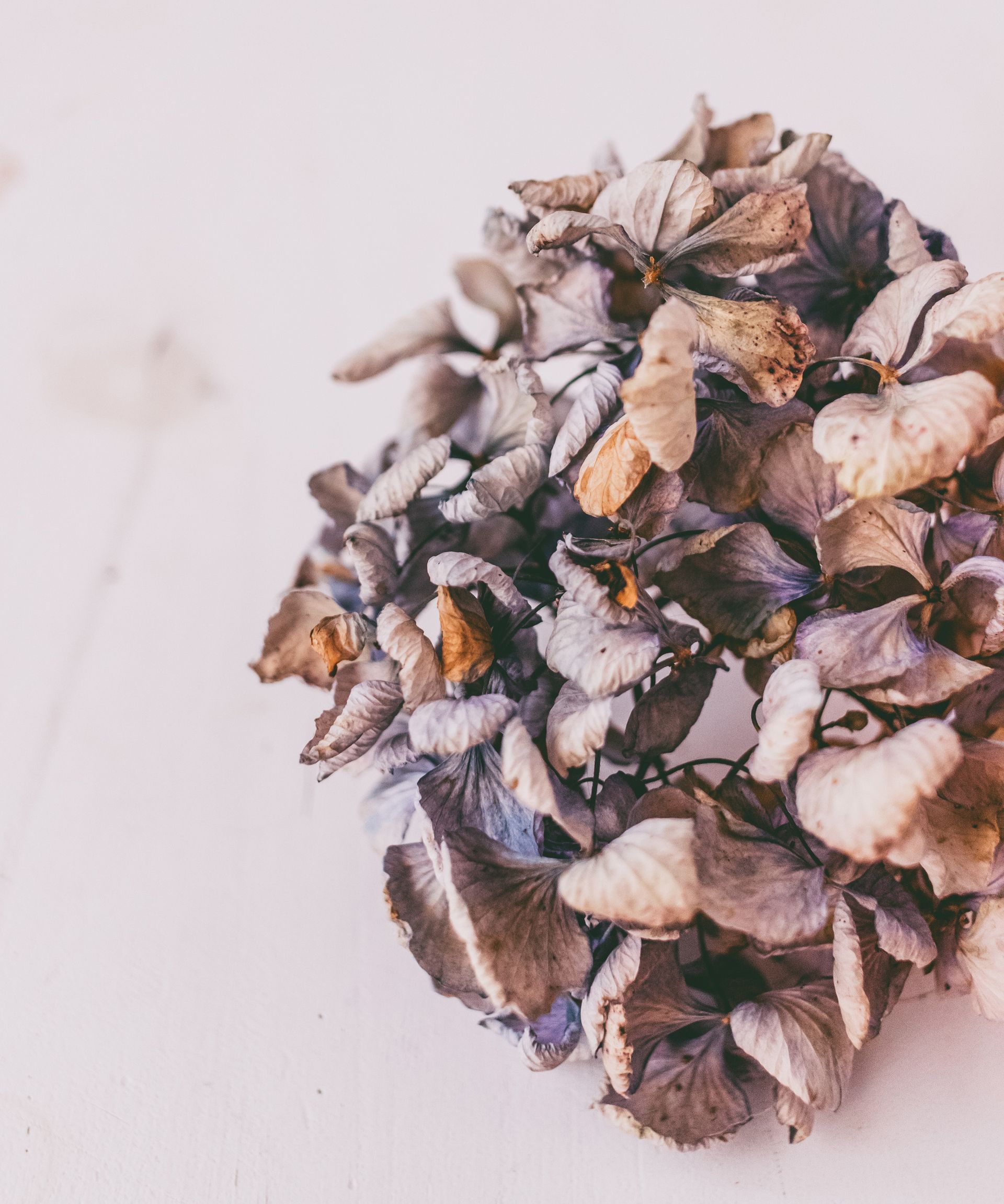 Dried hydrangeas