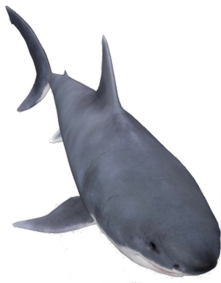 Shark Google Search 3D model
