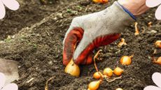 picture of woman planting onion bulbs in ground