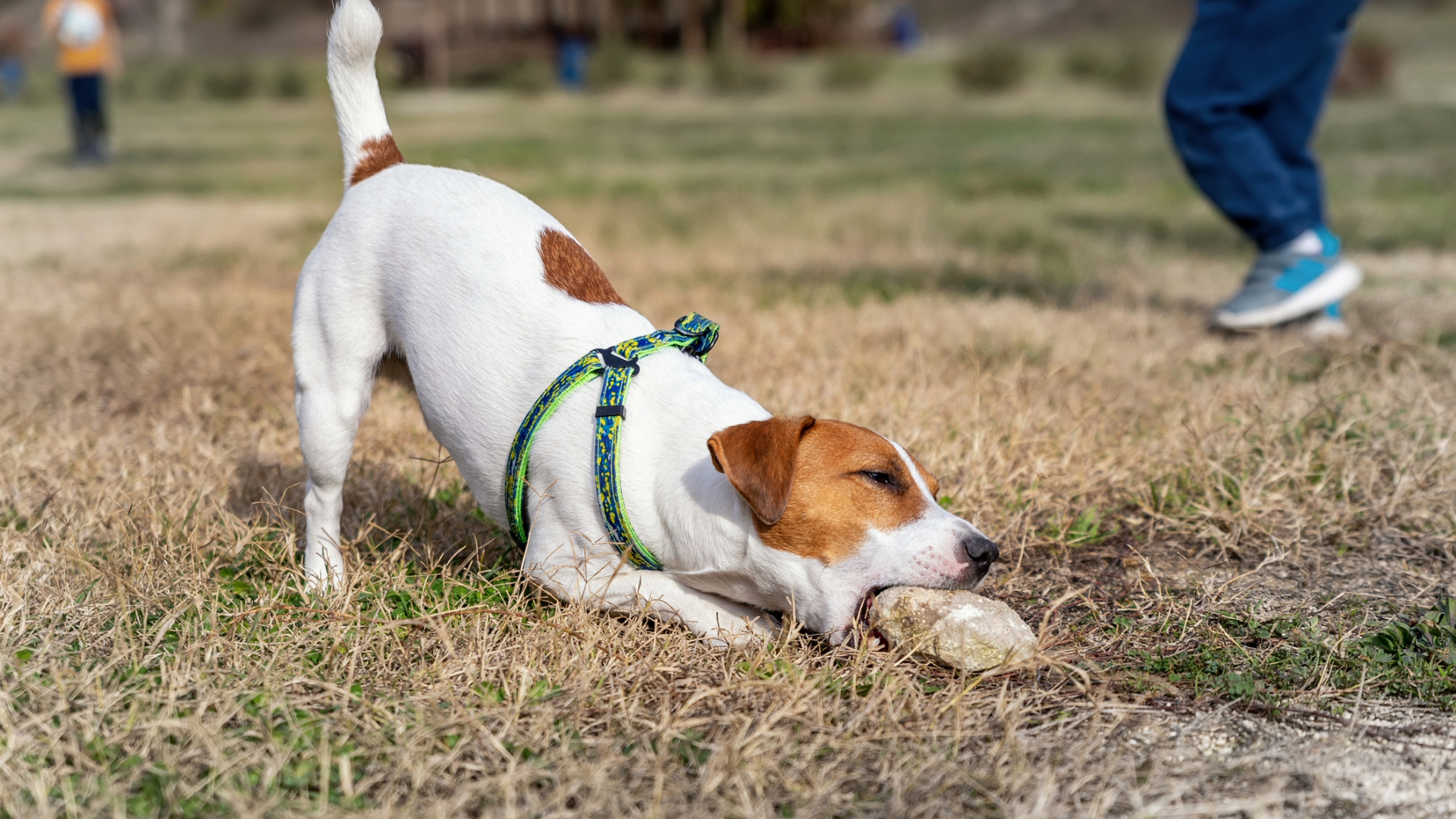 A Jack Russell Terrier chewing a rock