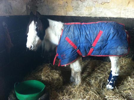 Ambitions%20Equestrian%202.jpg