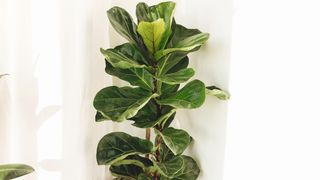 Fiddle Leaf Tree